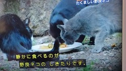 地球ネコ10