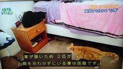 地球ネコ3