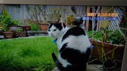 パッチ
