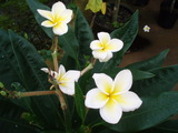 flower3