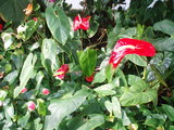 Flower2