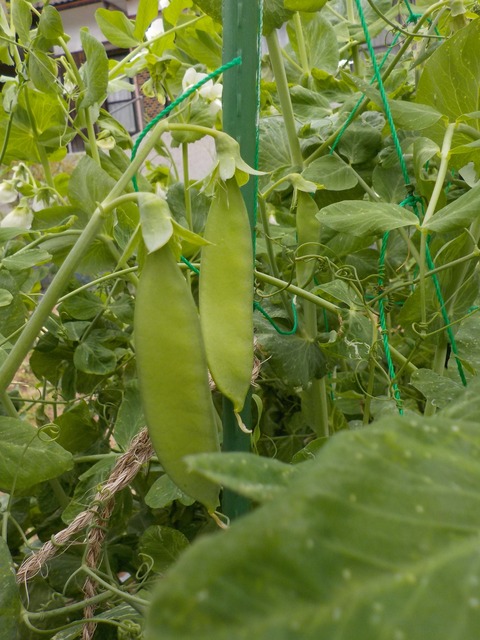 DSCN1452