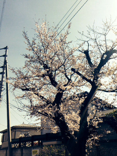 桜