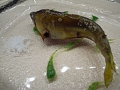 鮎、タデのソース、岩塩