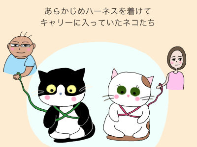 あらかじめハーネスを着けてキャリーに入っていたネコたち