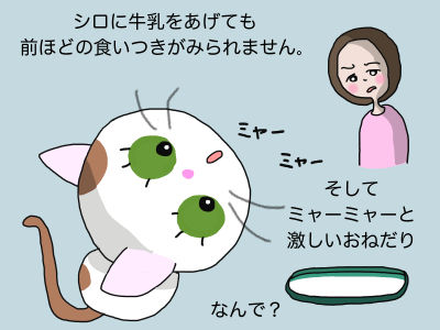 シロに牛乳をあげても前ほどの食いつきがみられません。そしてミャーミャーと激しいおねだり なんで?