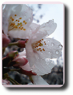 桜80330
