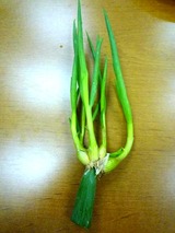 葱珍種