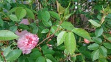 初薔薇