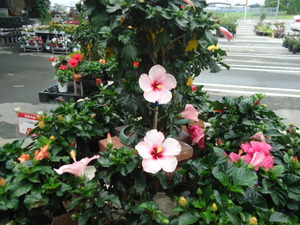 DSC06531