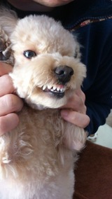 ��ư