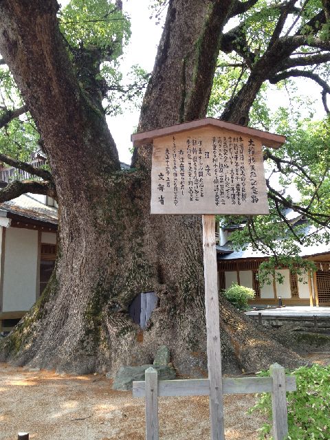 楠