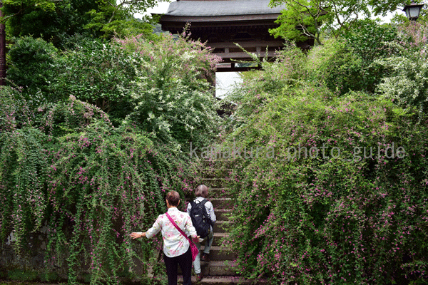 1136 萩:海蔵寺