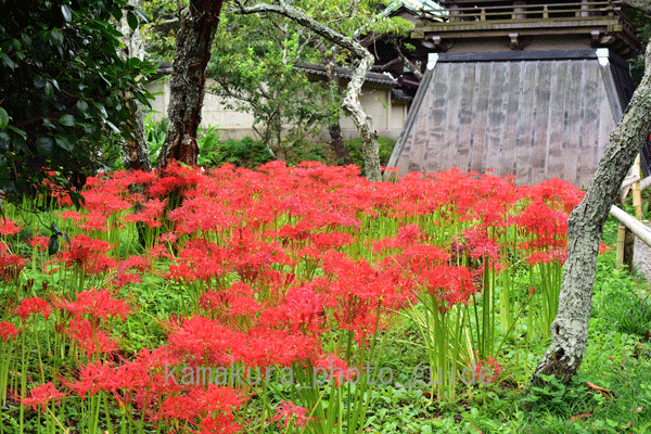 1078 彼岸花:英勝寺
