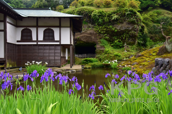 1221-250T 杜若:海蔵寺