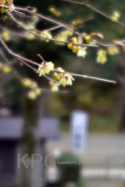 9824 ロウ梅:浄智寺