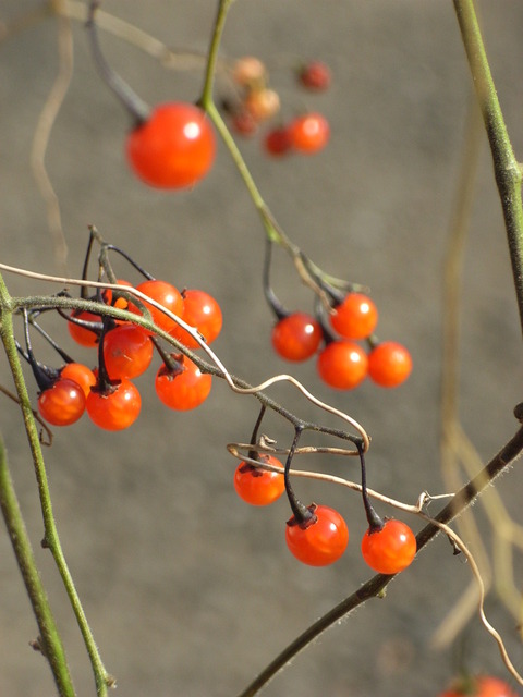 赤い実 021e713b-s.jpg