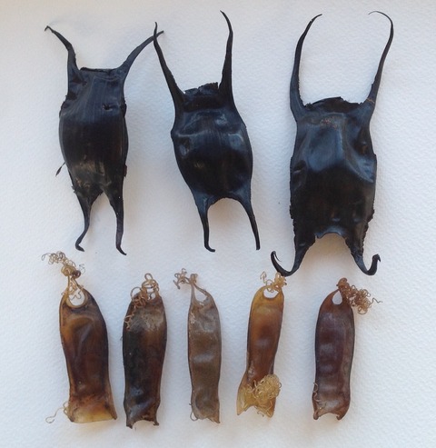 人魚の財布 Kamakuranoumiのblog