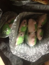 kame プレゼント