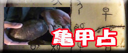 亀甲占アイコン copy