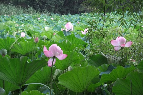蓮花01