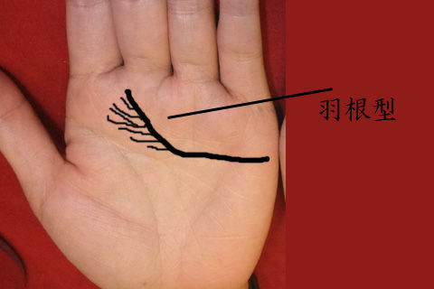 感情線羽根型