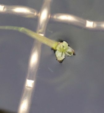 20160922 クルリンパの花