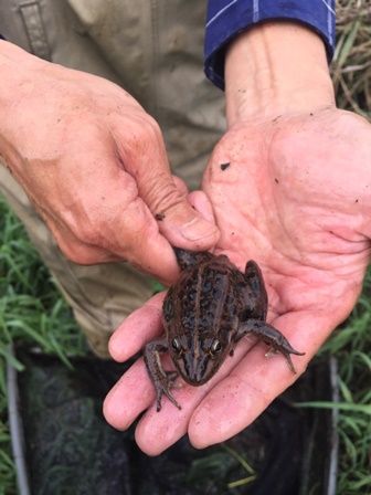 トウキョウダルマガエル