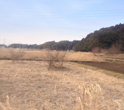 20140206ホオジロ