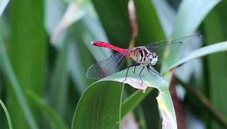 マイコアカネ♂150906-025亀成s