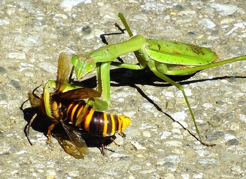 奇跡の原っぱは戦場 スズメバチvsカマキリその2 : 亀成川を愛する会