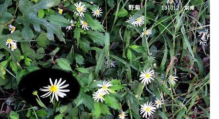 野菊s