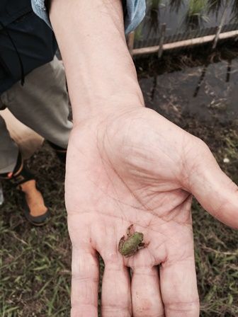 二ホンアマガエル 成体になったばかり