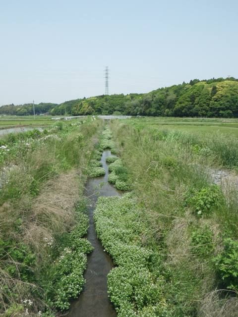 花盛りの古新田川