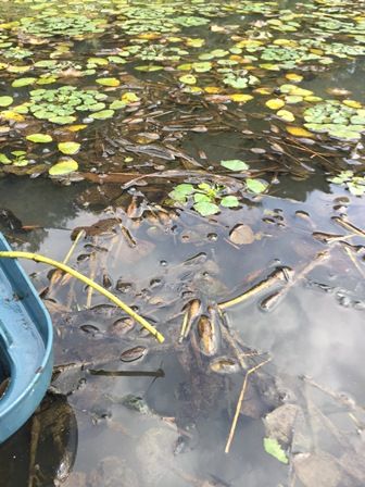 ヒシの繁茂
