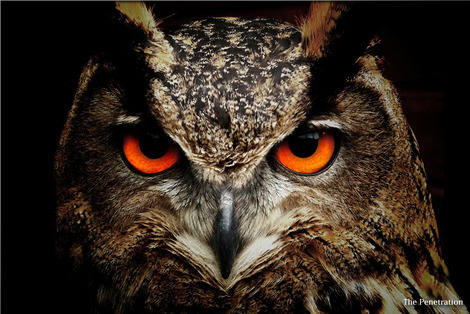 owl-50267_1280