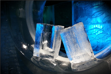 eisbar-683540_1280