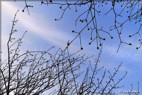 springsky