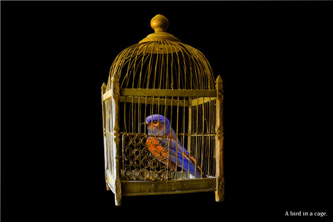 cage