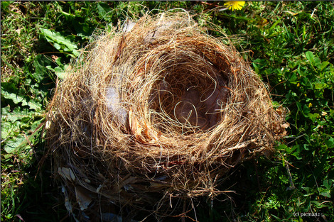 birds-nest-274582_1280