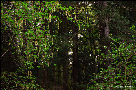 woods