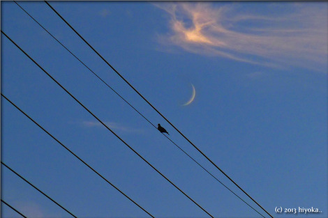 bird