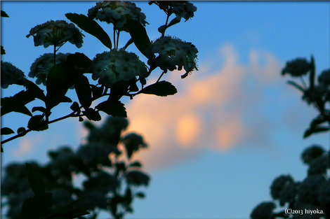 maysky
