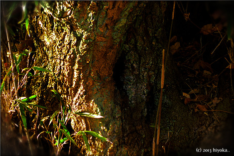 woods