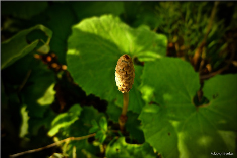 P1130237