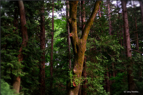 woods