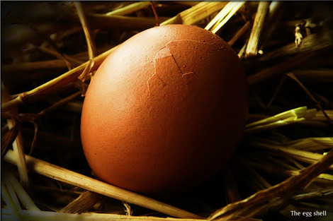 egg-19981_1280