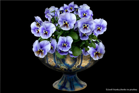 violet