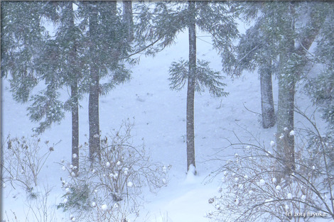 snow