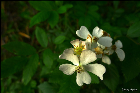 P1100028